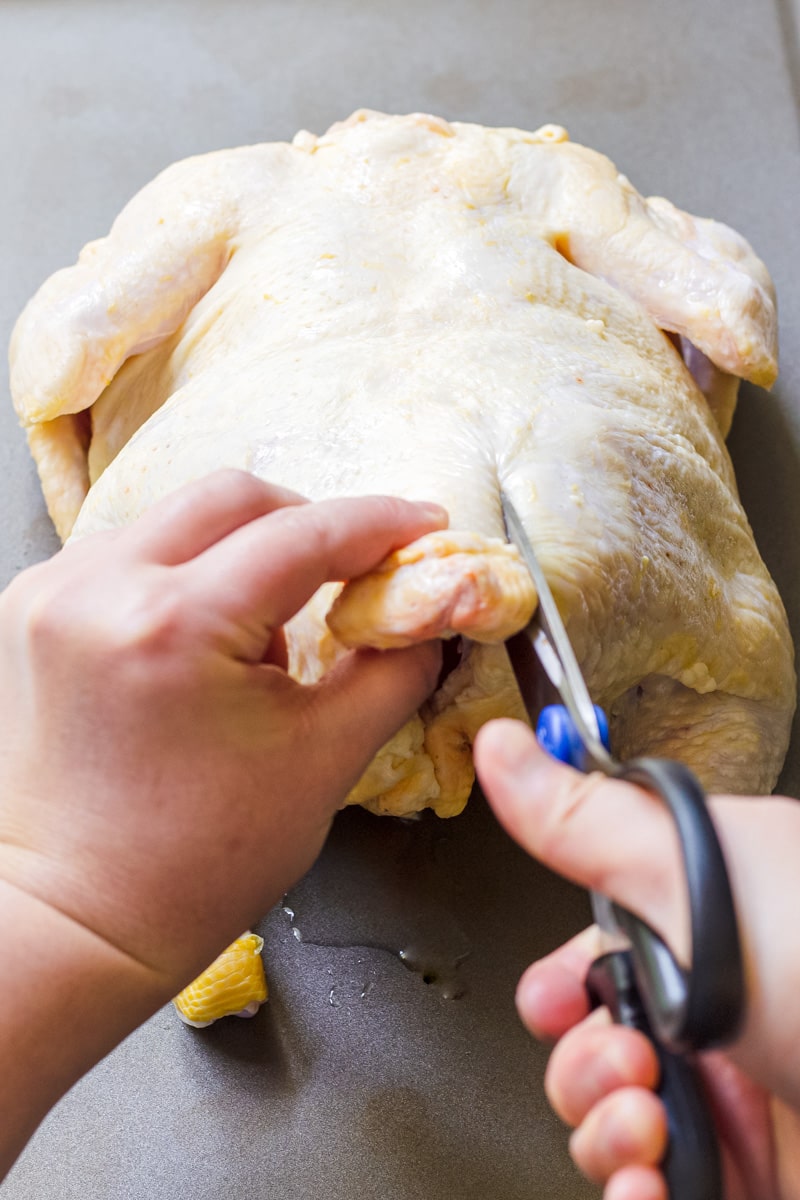 Cutting the backbone of a whole chicken with kitchen shears